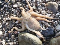 Анталия: дикий пляж, бомбарда и два осьминога