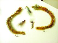 Сиде: коробка, бомбарда и сборы под турецкий берег