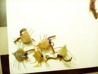 Сиде: коробка, бомбарда и сборы под турецкий берег