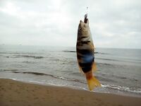 Сиде: твистер до 3 г и риф под ногами