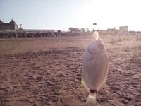 Сиде: твистер до 3 г и риф под ногами