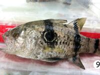 Кемер: рассветный риф, сарган и ласкирь между камнями