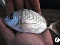 Кемер: рассветный риф, сарган и ласкирь между камнями