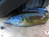 Кемер: рассветный риф, сарган и ласкирь между камнями