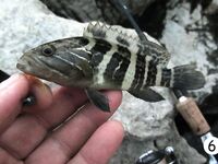 Кемер: рассветный риф, сарган и ласкирь между камнями