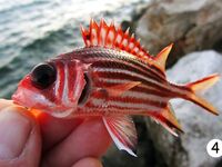 Кемер: рассветный риф, сарган и ласкирь между камнями