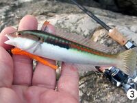 Кемер: рассветный риф, сарган и ласкирь между камнями