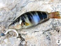 Кемер: рассветный риф, сарган и ласкирь между камнями