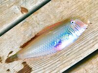 Текирова: отводной против микроджига в камнях