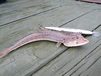 Кемер: Бельдиби, кальмар и кефаль под пирсом