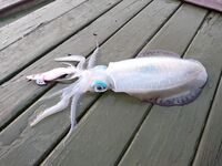 Кемер: Бельдиби, кальмар и кефаль под пирсом