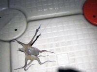 Кемер: Бельдиби, Ridge 56 и короткое окно до света