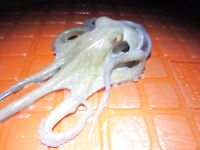 Кемер: Бельдиби, Ridge 56 и короткое окно до света