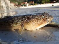 Кемер: Бельдиби, Ridge 56 и короткое окно до света