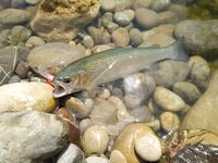 Алания: Аларачай, форель и спиннинг за десять долларов