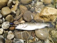 Алания: Аларачай, форель и спиннинг за десять долларов