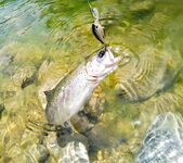 Алания: Аларачай, форель и спиннинг за десять долларов