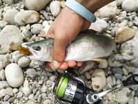 Алания: Аларачай, форель и спиннинг за десять долларов