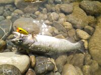 Алания: Аларачай, форель и спиннинг за десять долларов