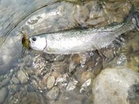 Алания: Аларачай, форель и спиннинг за десять долларов