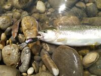 Алания: Аларачай, форель и спиннинг за десять долларов