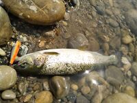 Алания: Аларачай, форель и спиннинг за десять долларов