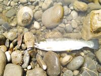 Алания: Аларачай, форель и спиннинг за десять долларов