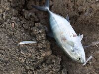 Конаклы: воблеры по темноте и окно до восьми утра