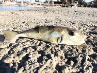 Конаклы: воблеры по темноте и окно до восьми утра