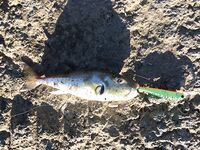 Конаклы: воблеры по темноте и окно до восьми утра