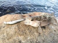 Конаклы: воблеры по темноте и окно до восьми утра