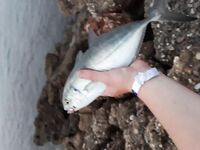 Конаклы: 24 грамма и короткое окно по луфарю