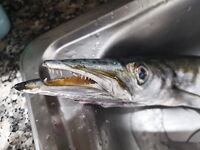 Ветер в лицо и барракуда на BearKing у канарского волнолома