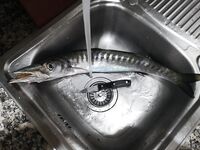 Ветер в лицо и барракуда на BearKing у канарского волнолома