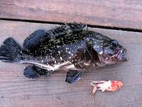 Кумкёй: отлив, понтон и рифы до половины восьмого