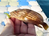 Кумкёй: отлив, понтон и рифы до половины восьмого