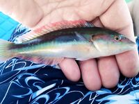 Кумкёй: отлив, понтон и рифы до половины восьмого