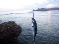 Анталия, устье Алары: баллоны с поверхности и группер на минноу