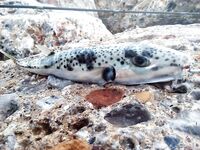 Анталия, устье Алары: баллоны с поверхности и группер на минноу