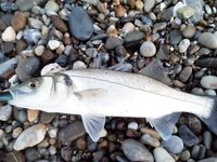 Анталия, устье Алары: баллоны с поверхности и группер на минноу