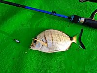 Бельдиби: три комплекта, микроджиг 2-3 г и море под ветер