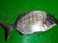 Бельдиби: три комплекта, микроджиг 2-3 г и море под ветер