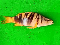 Бельдиби: три комплекта, микроджиг 2-3 г и море под ветер