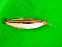 Бельдиби: три комплекта, микроджиг 2-3 г и море под ветер