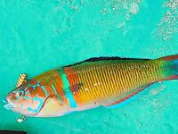 Бельдиби: три комплекта, микроджиг 2-3 г и море под ветер