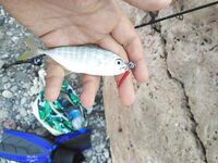 Анталия: мелкая береговая рыба и двенадцать видов за неделю