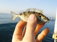 Анталия, Сырасу: речка, крабы и берег между пляжами