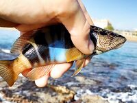 Анталия, Сырасу: речка, крабы и берег между пляжами