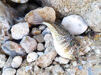 Анталия, Сырасу: речка, крабы и берег между пляжами