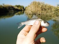 Анталия, Сырасу: речка, крабы и берег между пляжами